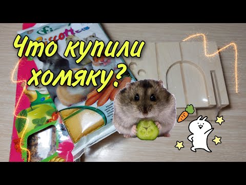 Что купили для хомяка? Покупки в зоомагазине. Дом для хомяка. Вкусняшки для хомяка. Хочу хомяка