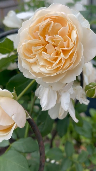Lichfield Angel by @david_austin_roses English shrub rose creamy blooms ...