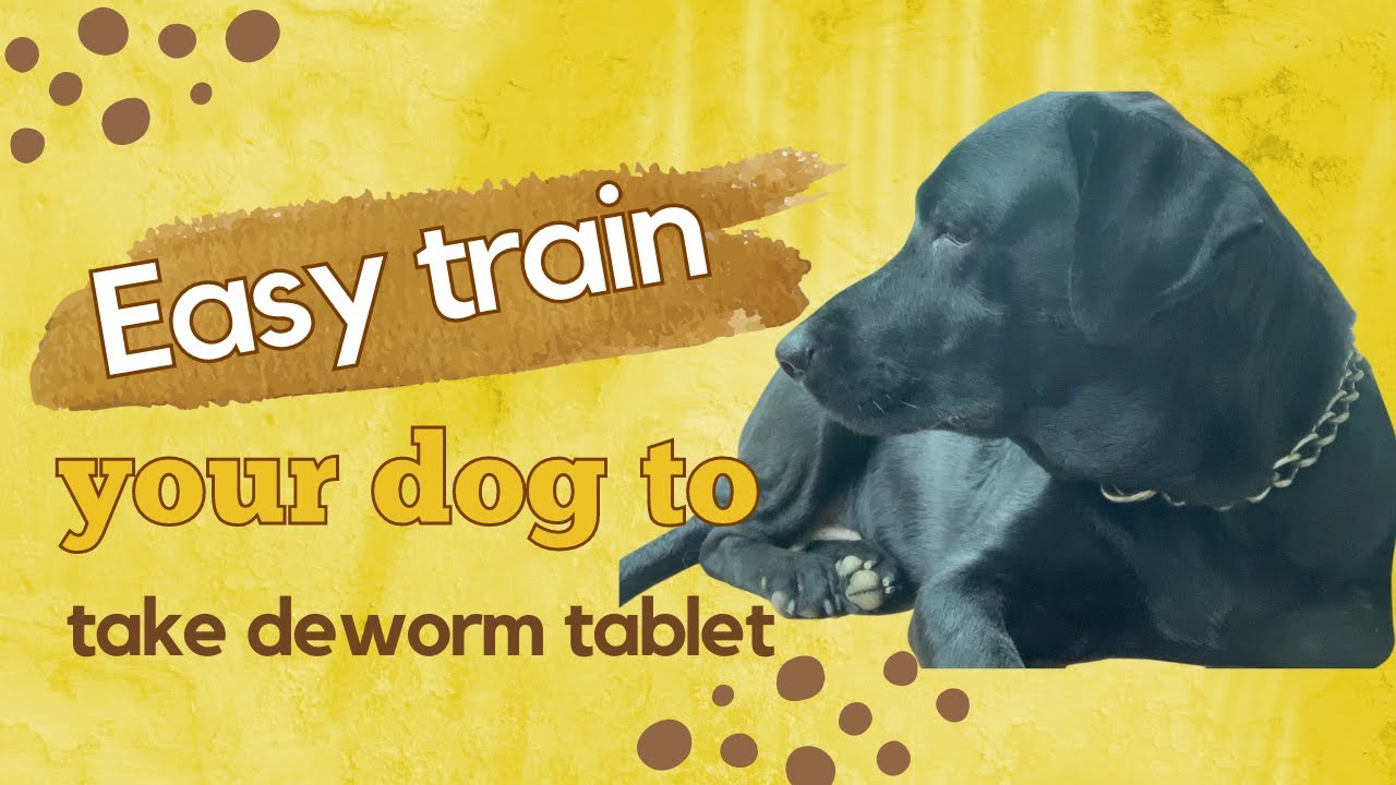 How To Give The Dog Deworming Tablet Easy Train To Feed Tablet To how-to-give-the-dog-deworming-tablet-easy-train-to-feed-tablet-to