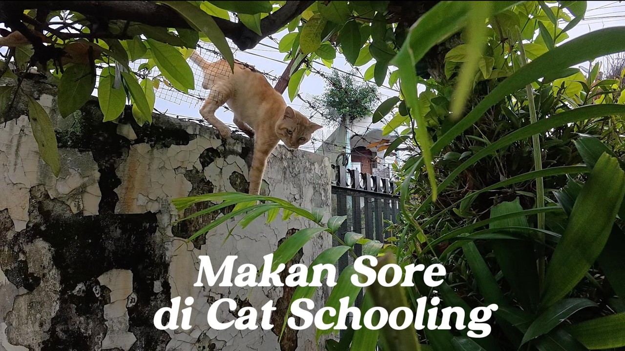 Kelakuan Trio Kitten Bikin Geleng-geleng | Makan Sore Cat Schooling