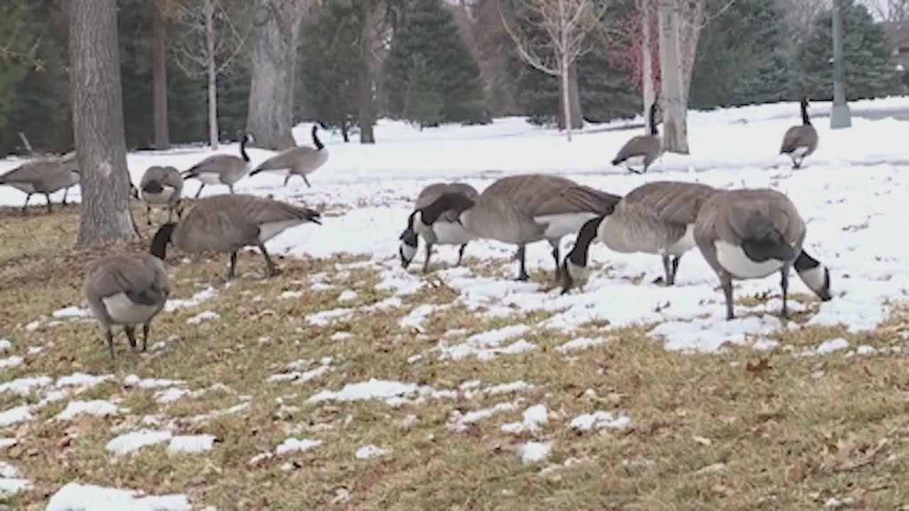 Bird flu linked to mammal deaths in Colorado