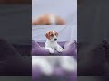 DaisyJackRussell Слишком мила, чтобы серьезной! 🐶#дрт #песпатрон#україна #собака #популярное #отдых