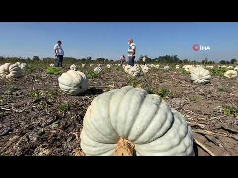 Video: Kabak Ne Zaman Hasat Edilir Ve Nasıl Saklanır