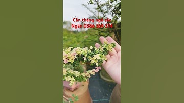 Cần thăng ngũ sắc #ngocnganbentre #0386569374 #canthangdotbien #canthangngusac