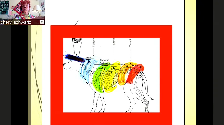 Holistic Energy Healing for Companion Animals with...