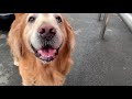 今日もセブンイレブン大好きな…飼い主