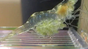 Ghost Shrimp Starting to Give Birth 8 of 8