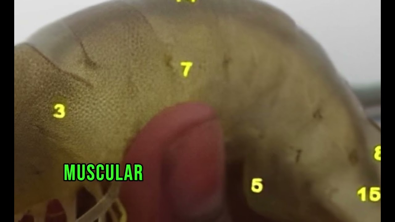 Understanding Shrimp Anatomy: Key Body Parts Explained , @wecanwin2307, 