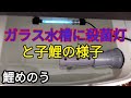 梅雨対策と子鯉の様子