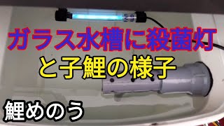 梅雨対策と子鯉の様子