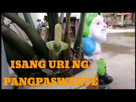 Video: May Bulaklak Na Puno Ng Pera: Gaano Kadalas Namumulaklak Ang Isang Matabang Babae Sa Bahay? Paano Mamukadkad Ang Crassula?