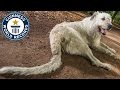 Guinness World Record For The Dog With The Longest Tail