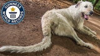 Dog with the longest tail - Guinness World Records