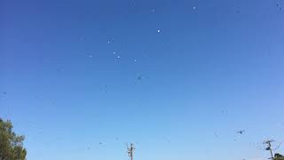 Swarm of bugs at the dog park!