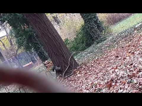 Video: V posteljo s krtačo veverice