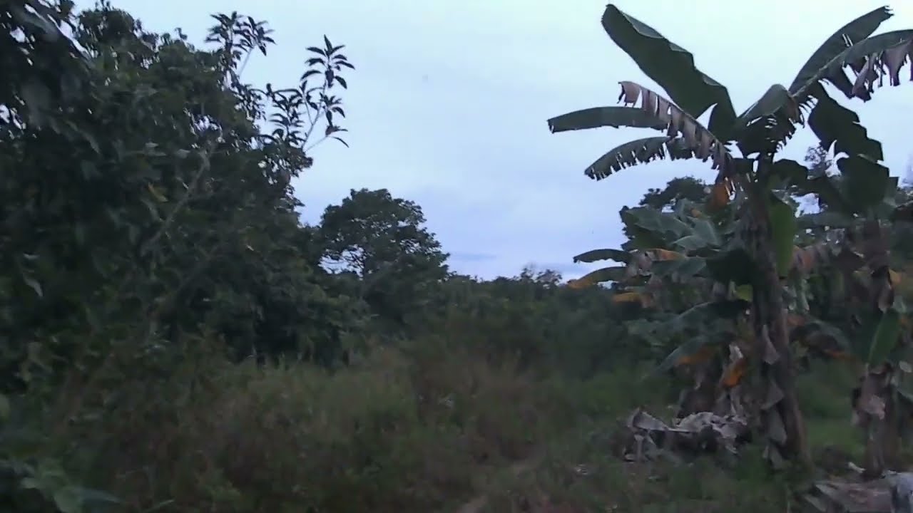 Borneo hill walking tour 1080P 60 FPS