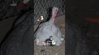 تفقيس البيض بالداند