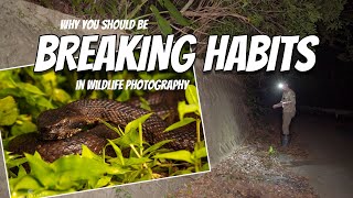 Why You Should Break Habits in Wildlife Photography.