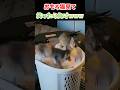 おもろ猫見て笑ったら負けwww