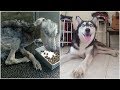 He Found Husky Look Like A Skeleton but after 10 Months She’s Unrecognizable