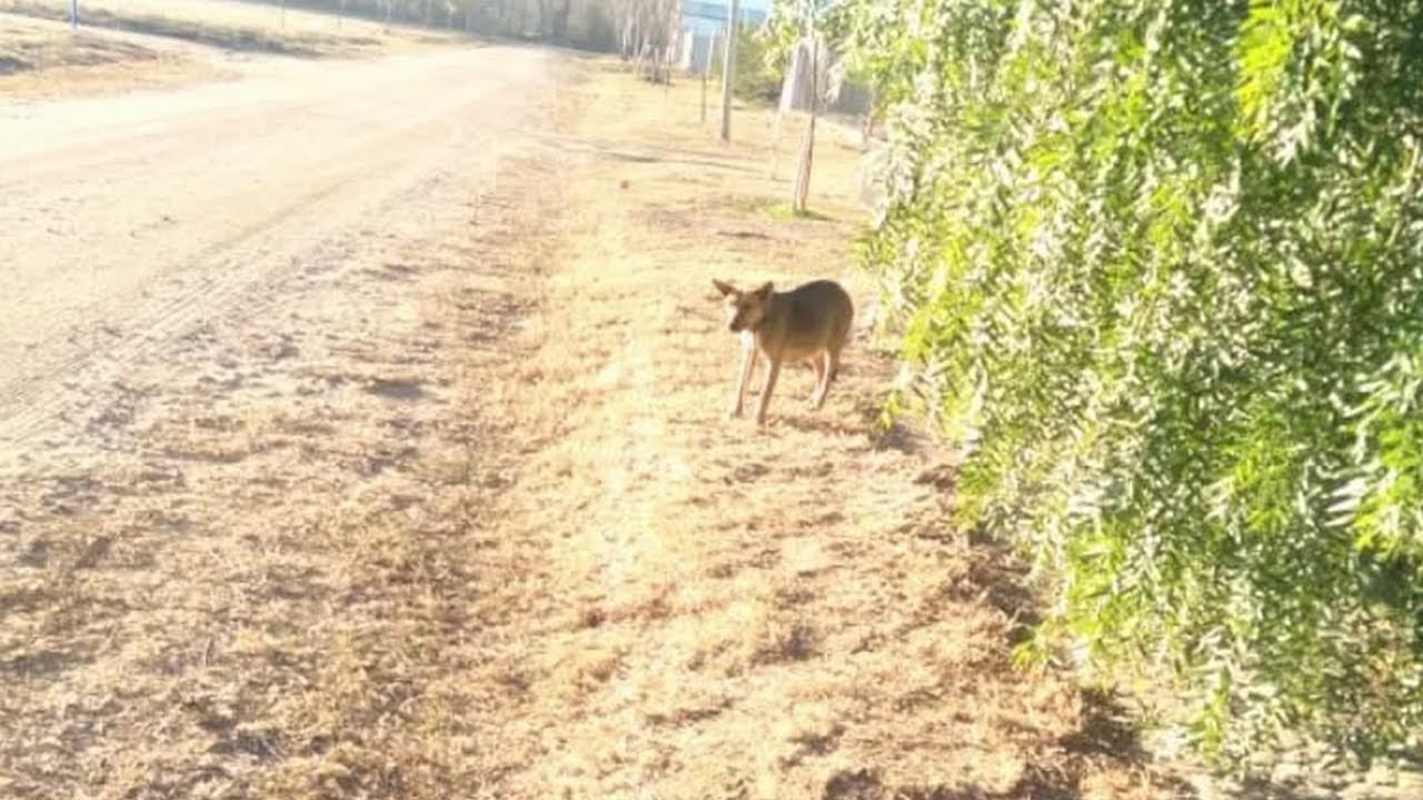 The Mother Dog Overcame Her Fear and Ran to the Roadside, Seeking Help ...