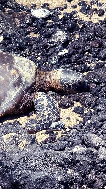 Will You See TURTLES In Hawaii YouTube will-you-see-turtles-in-hawaii-youtube