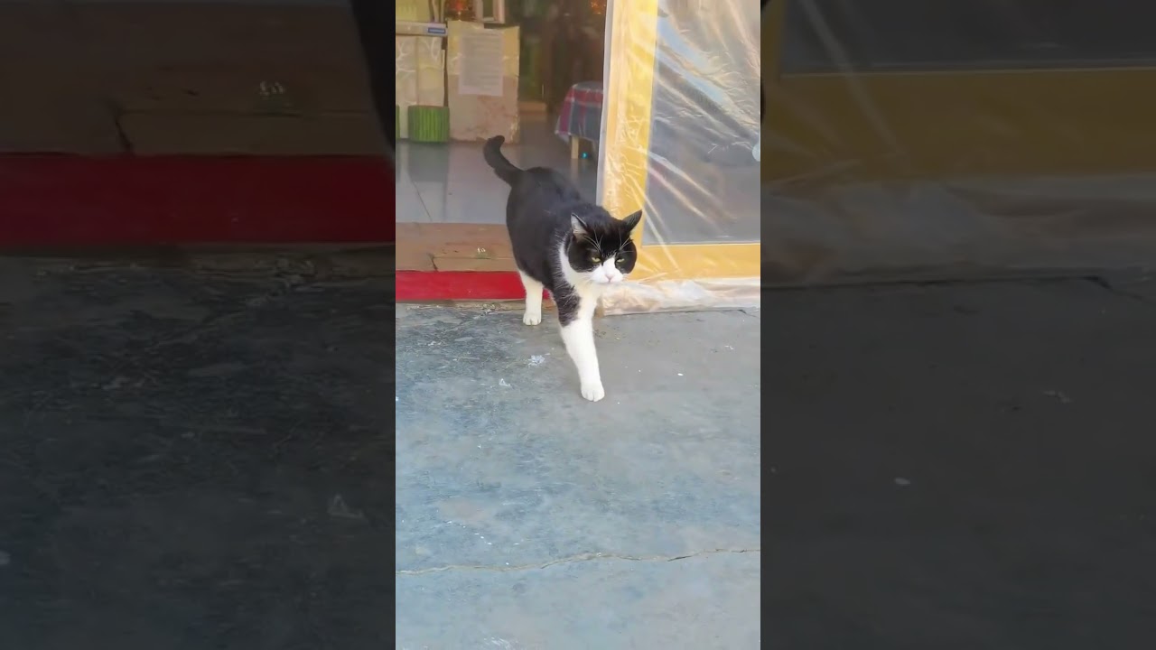 When a cat encounters cold weather