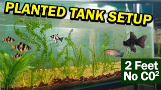 2 Feet Planted tank setup without CO2