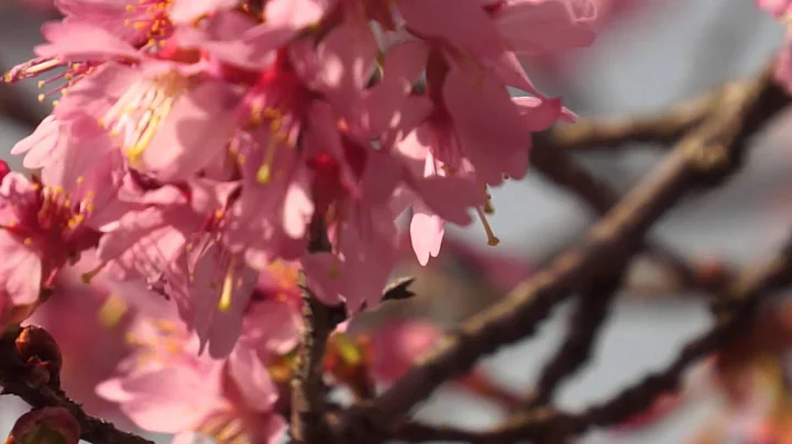 Cherry Blossoms: April 3 in Falls Church - DayDayNews