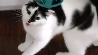 cat pretends he's NEVER eaten