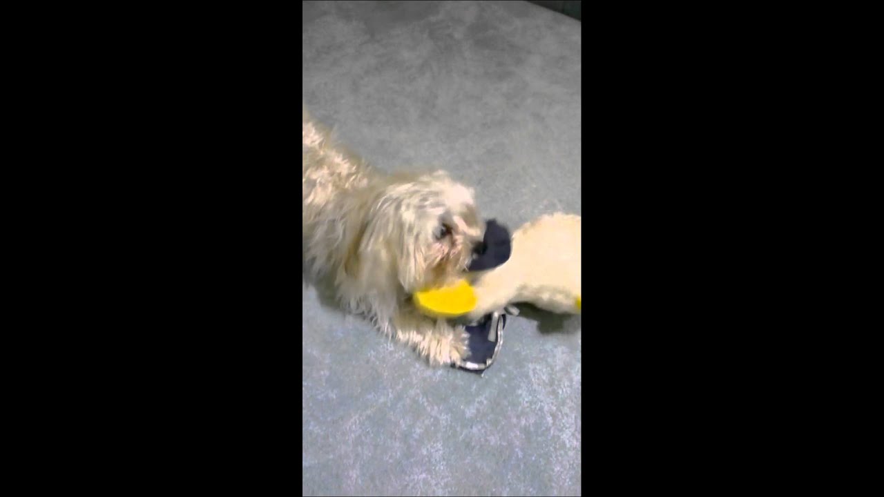 Mein Hund Biene YouTube