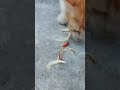 makan sore buat yg di luar kandang di pastikan lapar mereka