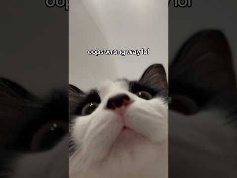 Cat Cutecat Funnycat Tuxedocat Shortsfeed Shorts