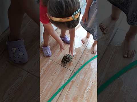 لقينا سلحفه بلبيت عنا حموموها لولو حموده غزل