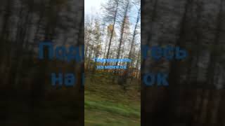 всем подписаться ок ребята не отпишитесь пожалуйста я готовлю новое видео