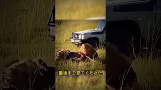 雌ライオンと雄ライオンがハイエナの群れに出会った時の違い