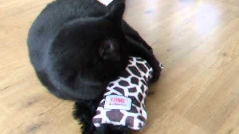 Kong Kickeroo test Guus