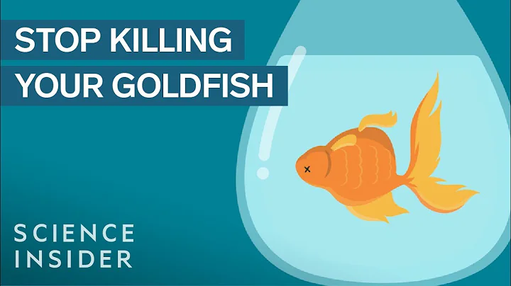 How To Keep Your Goldfish Alive For 15 Years - DayDayNews