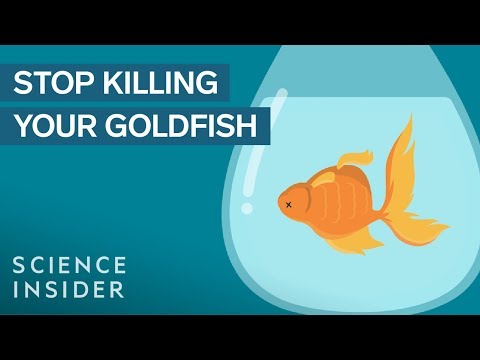 Wideo: Dbanie o swoją złotą rybkę w misce na ryby bez pompy powietrza
