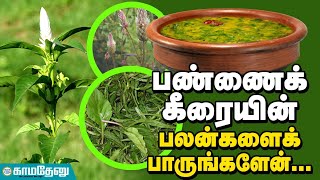 check-out-the-benefits-of-farm-spinach