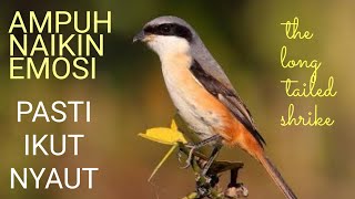 PANCINGAN BUAT TERAPI MENTAL CENDET LOYO | THE LONG TAILED SHRIKE SOUND