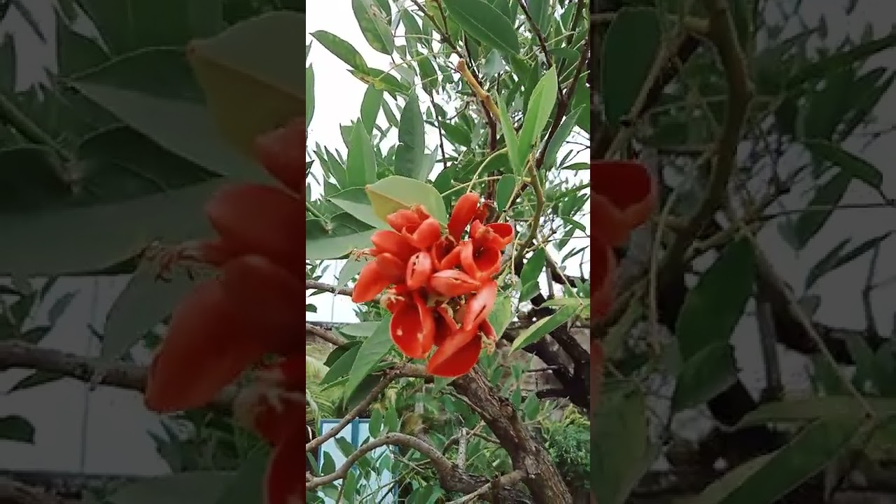 Flower of Coral Tree