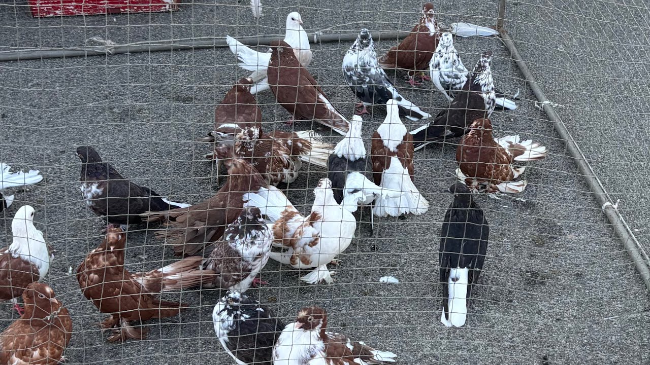 Виставка-ярмарок голубів та інших тварин Білогородка Київська область. 31.08.25р 1 ч.
