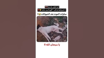 عصيتك ربي فأمهلتني 💔🥺 أتحداك أن تمسك دموعك || #اناشيد #القارئ_عبدالله_علي #حالات_واتس #راحة_نفسية