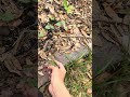 Thinning out seedlings 🌱  #seedlings #seeds #gardentips #gardening