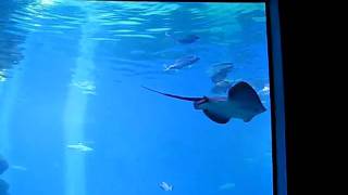 Mallorca Zoo Aquarium Manta