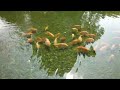 Sony Cyber-shot DSC-WX5 1080i video test (outdoor)