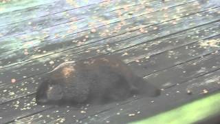 Woody the woodchuck steals corn put out for turkey