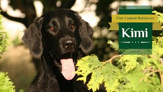 Kimi - Flat Coated Retriever, Four Lakes in One Day...  | July 2022 by Tomas Kypena 601 views 1 year ago 2 minutes, 5 seconds