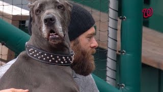 In honor of pups the park night, jayson werth brings his dog magnus to
ballpark before game against phillies check out http://mlb.com/video
fo...
